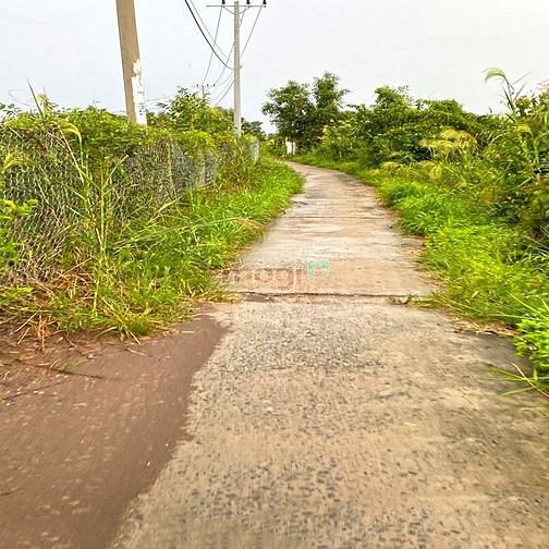 Hình ảnh Cần Tiền Bán Gấp Lô Đất Vườn 1600M2 XÃ BÌNH KHÁNH HUYÊN CẦN GIỜ.
