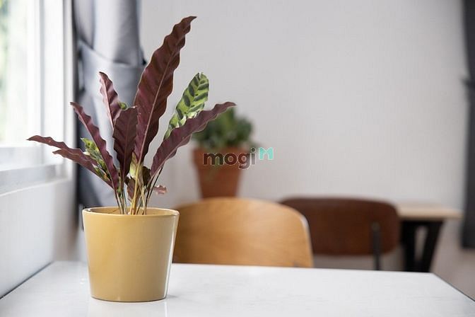 Hình ảnh Căn Hộ Studio Cửa Sổ Thoáng Gió Gần Ngã Tư Phú Nhuận