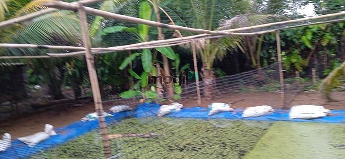 Hình ảnh 1000m2 đất vườn có sẵn nhà tranh rộng