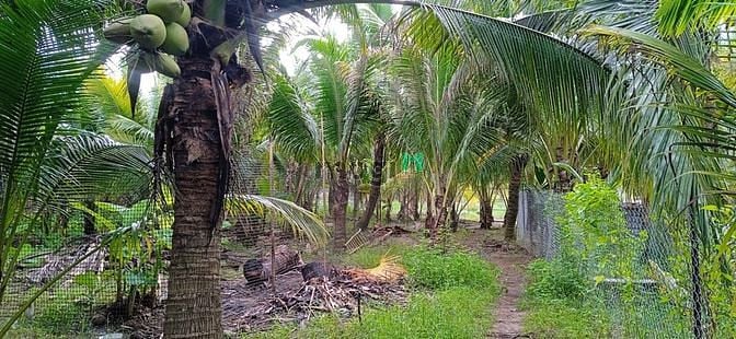 Hình ảnh 1000m2 đất vườn có sẵn nhà tranh rộng