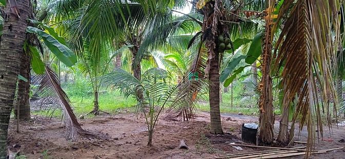 Hình ảnh 1000m2 đất vườn có sẵn nhà tranh rộng