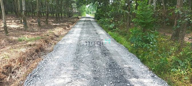 Hình ảnh Cần bán đất Tây Ninh 151m2, thổ cư 100%