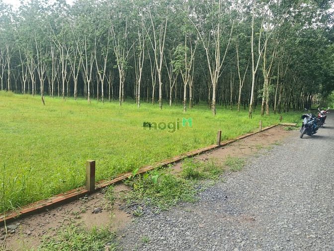 Hình ảnh Cần bán đất Tây Ninh 151m2, thổ cư 100%