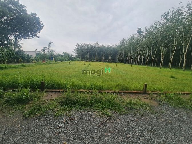 Hình ảnh Cần bán đất Tây Ninh 151m2, thổ cư 100%