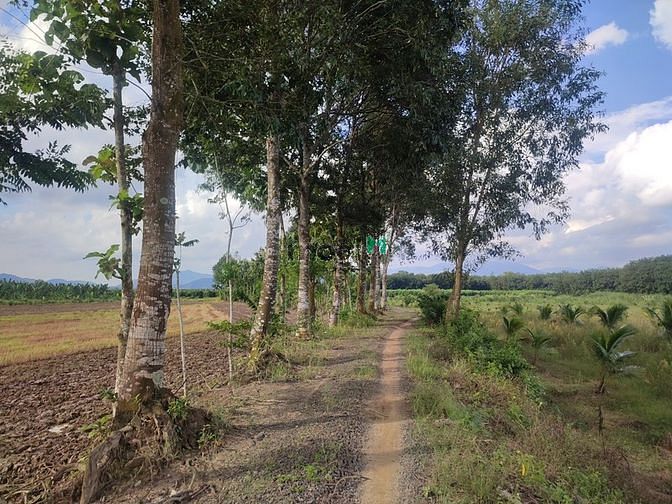 Hình ảnh ✅ 2 Sào - 1 Tỷ đất Phú Bình, Tân Phú, Đồng Nai