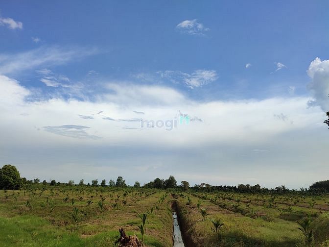Hình ảnh ✅ 2 Sào - 1 Tỷ đất Phú Bình, Tân Phú, Đồng Nai