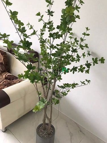 Hình ảnh ☘️1PN - Midtown M6 - Phú Mỹ Hưng☘️