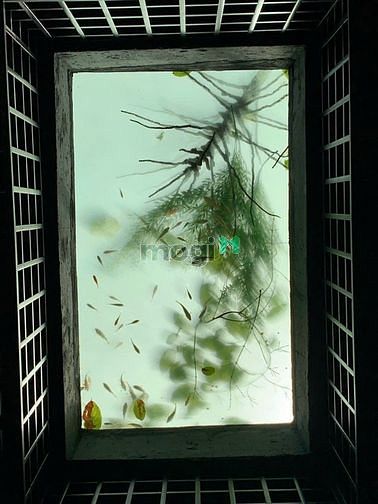 Hình ảnh Cho thuê Villa Compound đường Quốc Hương - p. Thảo Điền - Quận 2