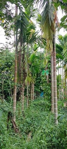 Hình ảnh Bán đất Củ chi đường 437 gần UBND xã Phú Hoà Đông, 10tỷ - 1653m2