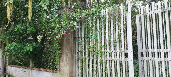 Hình ảnh Bán đất Củ chi đường 437 gần UBND xã Phú Hoà Đông, 10tỷ - 1653m2