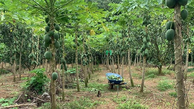 Hình ảnh Bán gấp vườn đu đủ như hình giá 150 triệu