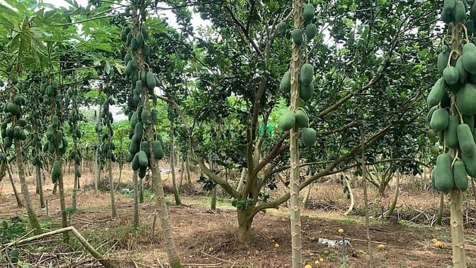 Hình ảnh Bán gấp vườn đu đủ như hình giá 150 triệu