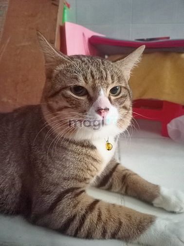 Hình ảnh 🍀 Giỏ Hàng Siêu Phẩm Căn Hộ Cao Cấp Sang Trọng 6-10tr 🍀 Quận BTh 🍀