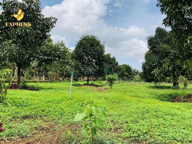 Hình ảnh Bán 1000 m đất Đường Lê Thị Tám Nhơn Đức - Nhà Bè