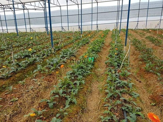 Hình ảnh Bán đất việt hưng- p việt hưng- long biên. đất đẹp thổ cư, đường ngõ