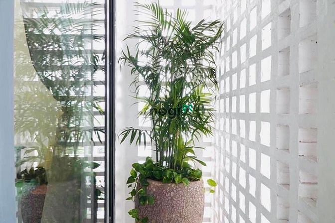 Hình ảnh 🎉🎉Green Style_Căn Hộ Studio Ban Công Thoáng_Full Nội Thất_Tại Q.BT