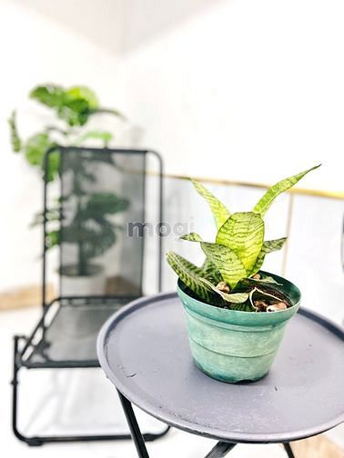 Hình ảnh Studio Ban Công Lớn - Full Nội Thất Mới Keng - Ngã Tư Ga Q12