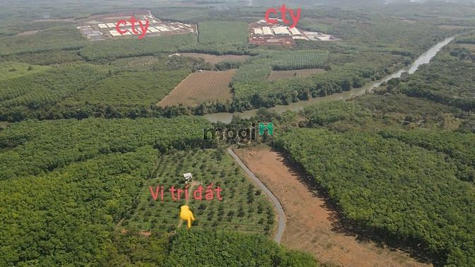 Hình ảnh Cần bán 1000m2 giá 275tr tx. Chơn Thành