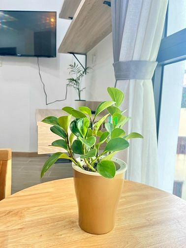 Hình ảnh 🍀STUDIO KHÔNG GIAN XANH 35-40m2 Võ Thị Sáu Quận 3