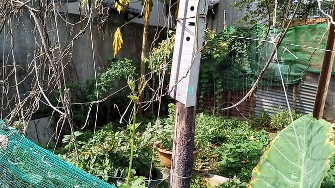 Hình ảnh Đất siêu mềm, nhỉnh 3 tỷ, ngã ba Long Thạnh Mỹ, TP.Thủ Đức