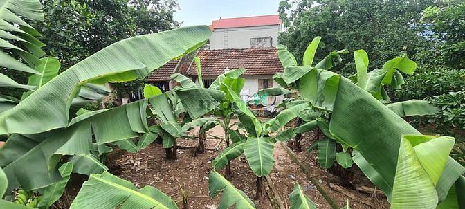 Hình ảnh Chỉ hơn 500tr đất hộ khẩu chương mỹ - hà nội.