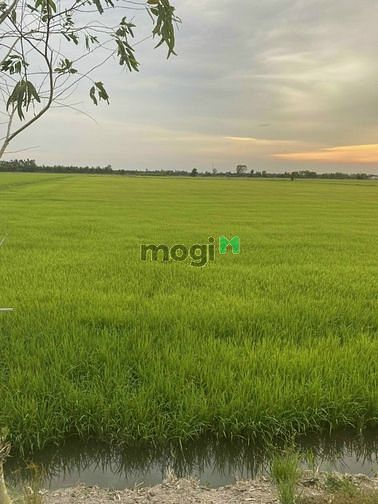 Hình ảnh Bán 50.000( 5 mẫu) đất lúa xã long thạnh,chỉ 180tr/1.000