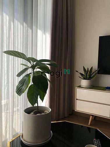 Hình ảnh Chính chủ cho thuê Trang Chủ MB66.COM / Đăng Ký Tặng 66K Vinhome Skylake