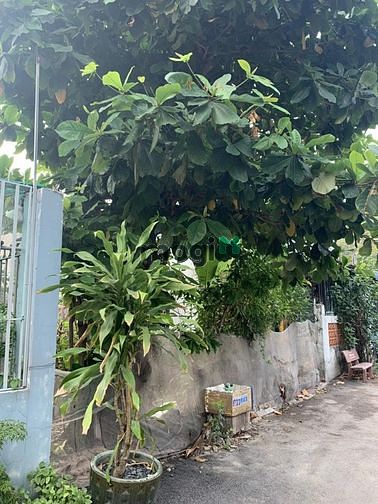 Hình ảnh Bán gấp lô đất thổ cư 163m2, Thới Tam Thôn, Hóc Môn, Giá 950 Triệu.