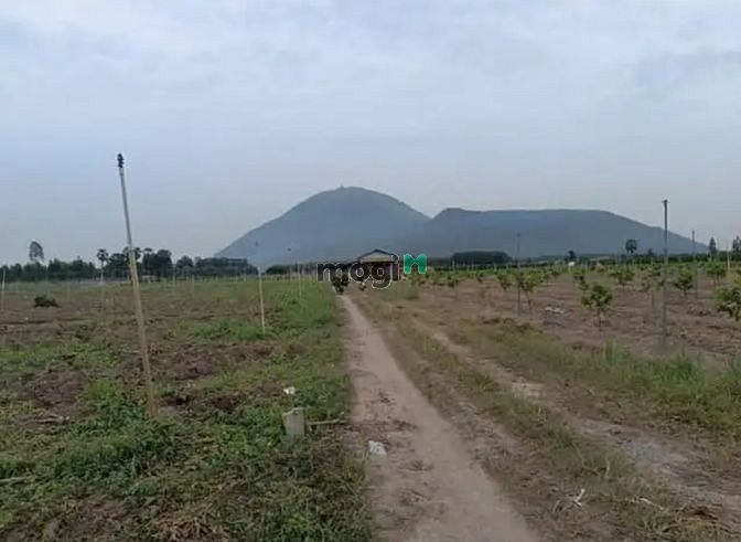 Hình ảnh Được giá bán luôn Đất Đẹp Thạnh Tân Tp Tây Ninh giá:185tr/dt:500m2 SHR