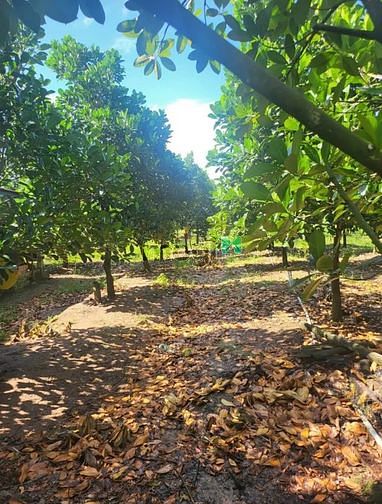 Hình ảnh Bán gấp 2.165m2(5️⃣0️⃣m2 thổ cư) ➡6m tiếp giáp đường lộ TP Tây Ninh.