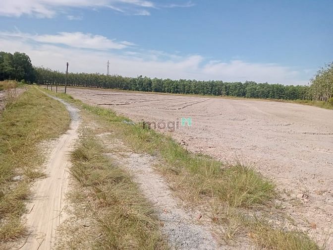 Hình ảnh KẸT TIỀN BÁN GẤP đất bình mInh,Tây Ninh, 210m2, 980 triệu, SHR