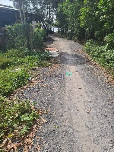 Hình ảnh Chủ ngộp gửi bán ngang 19m dài 33m. Đất (luk) phủ hồng hết đất. Trà Vỏ