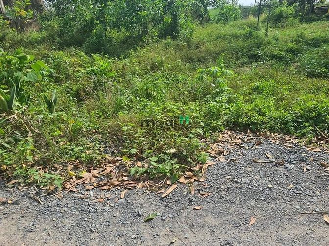 Hình ảnh Chủ ngộp gửi bán ngang 19m dài 33m. Đất (luk) phủ hồng hết đất. Trà Vỏ