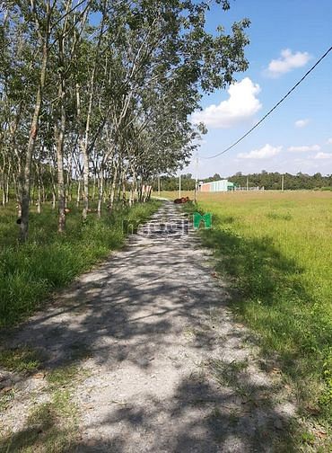 Hình ảnh THANH LÝ ĐẤT Hiệp Thạnh, Tây Ninh, 100m2, 420 triệu, SHR