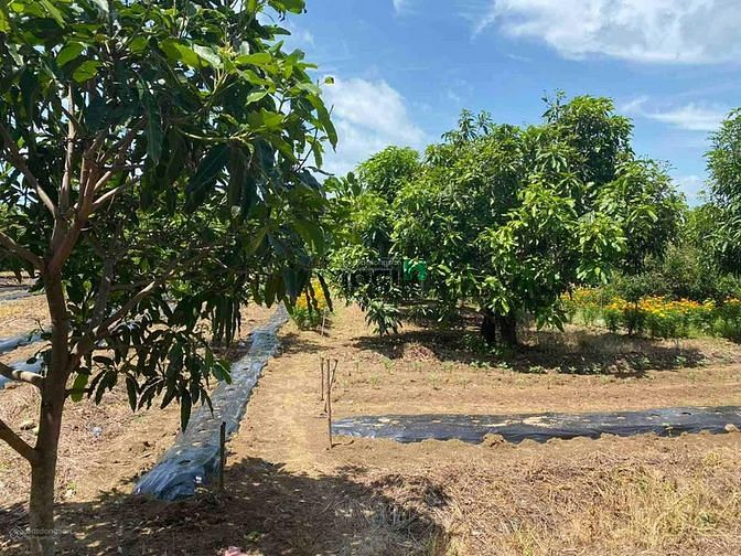 Hình ảnh Bán đất vườn Cần Giờ chính chủ - 2.378m2- 12 tỷ