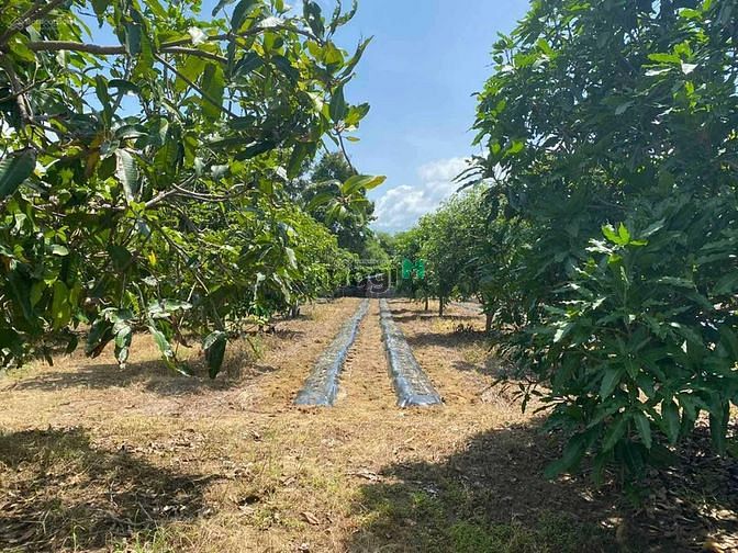 Hình ảnh Bán đất vườn Cần Giờ chính chủ - 2.378m2- 12 tỷ