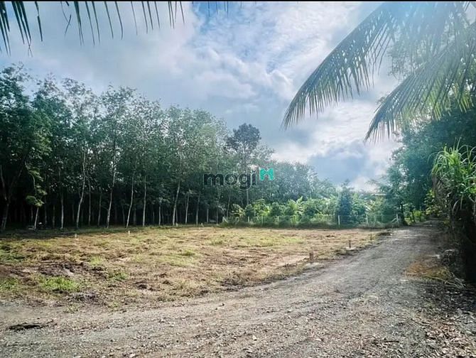Hình ảnh CƠ HỘI SỞ HỮU MẢNH ĐẤT VÀNG Phước Thạnh Gò Dầu, 160m2, SHR