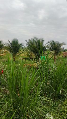 Hình ảnh CCG - 2 lô đất sổ riêng THỔ CƯ, GIÁ HUỶ DIỆT - Diện tích: 6*28m =164m2