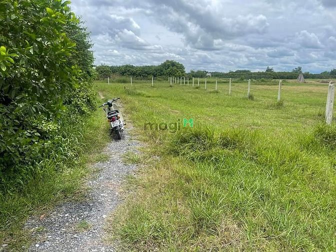 Hình ảnh Cần bán đất P. Gia Lộc - TX. Trãng bàng  - Diện tích : 5*66 ( đất lúa