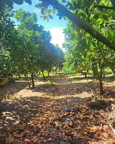 Hình ảnh Cần bán đất mặt tiền đường Tân Bình tptn. Tổng diện tích 2.165m2. Có 5