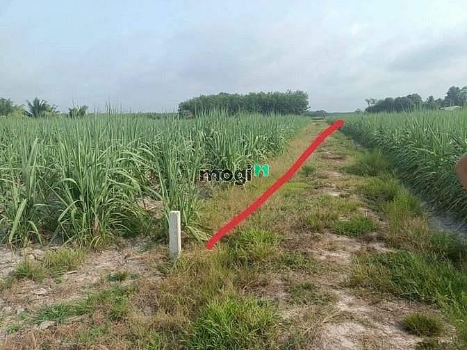 Hình ảnh Ngôp. Bán gấp...1 công 7 (1700 mv).. có 350 mv thô cư