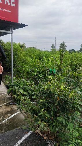 Hình ảnh Bến Rộng - Thạnh Đức - Gò Dầu - Tây Ninh ✌🏽 07 LÔ ĐẤT SẴN SỔ, FULL TH