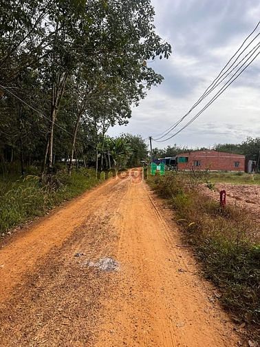 Hình ảnh giá ngộp 295tr/ nền. Giáp thị trấn, cách 2 km .  Thạnh Bình, Tân Biên,