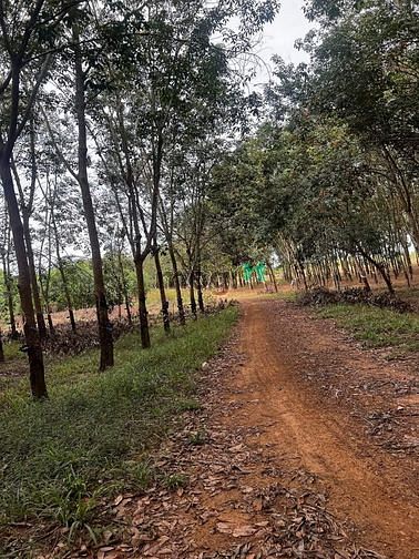 Hình ảnh giá ngộp 295tr/ nền. Giáp thị trấn, cách 2 km .  Thạnh Bình, Tân Biên,