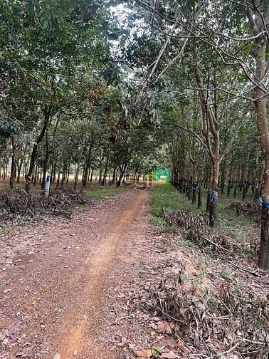 Hình ảnh giá ngộp 295tr/ nền. Giáp thị trấn, cách 2 km .  Thạnh Bình, Tân Biên,