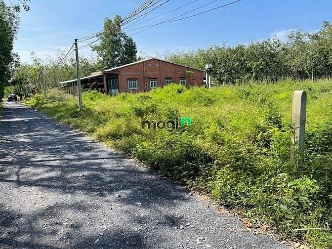 Hình ảnh BÁN ĐẤT NHÀ TRỒNG ấp Đường Long xã Thạnh Đức Gò Dầu 175m² SHR
