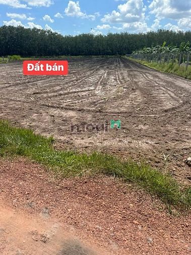 Hình ảnh Thanh lý giá ngộp đất MỎ CÔNG - TÂN BIÊN giá mềm 299tr