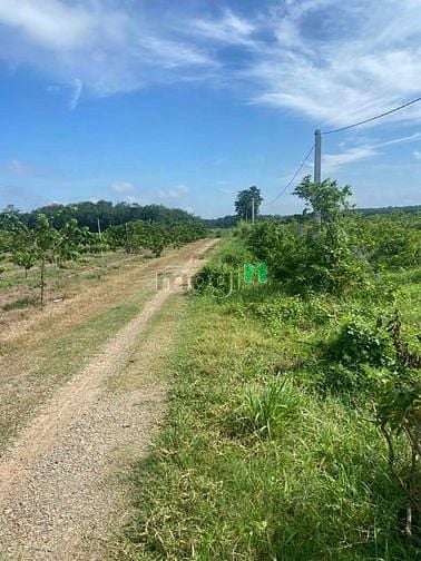 Hình ảnh CẦN RA NHANH 1 LÔ ĐẤT ĐẸP TP TÂY NINH - Khu vực : Ấp Thạnh Lợi , Xã Th