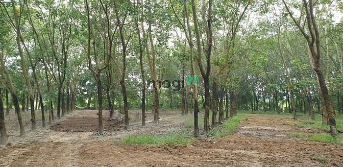 Hình ảnh [TP TÂY NINH] Cần Bán 8 công đất Bình Minh  -Diện tích (8,2 công) LUK