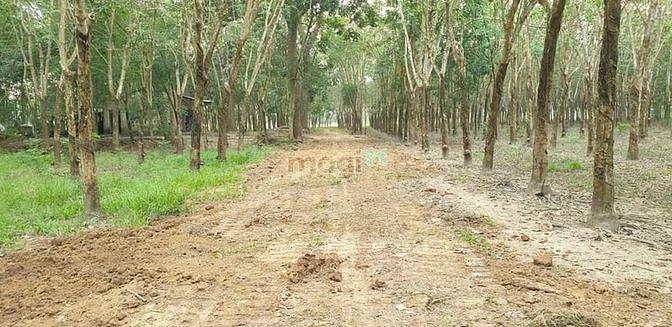 Hình ảnh [TP TÂY NINH] Cần Bán 8 công đất Bình Minh  -Diện tích (8,2 công) LUK